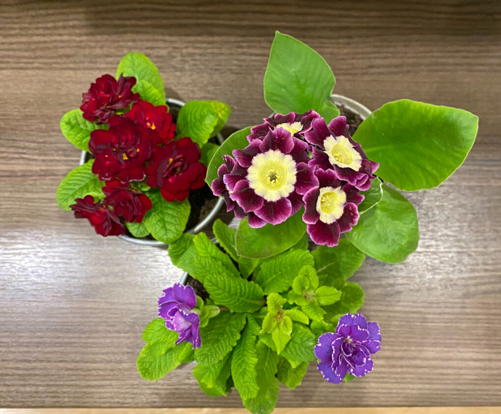 Фото автора. Примулы, которые сегодня купила.