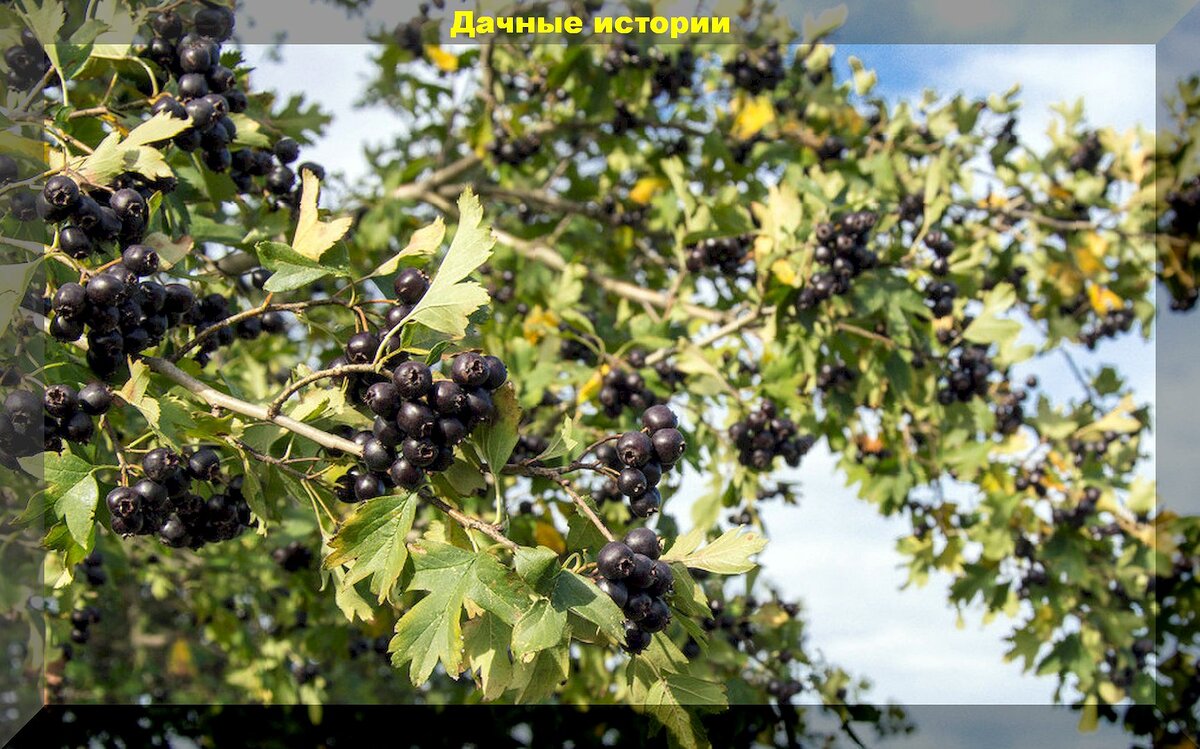 https://vk.com/photo-159774511_457265340. Черный боярышник