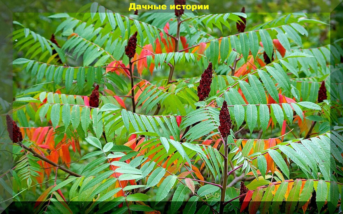 https://vk.com/photo-159774511_457265341. Сумах уксусный