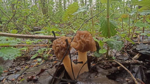 Очередная поездка за грибами.