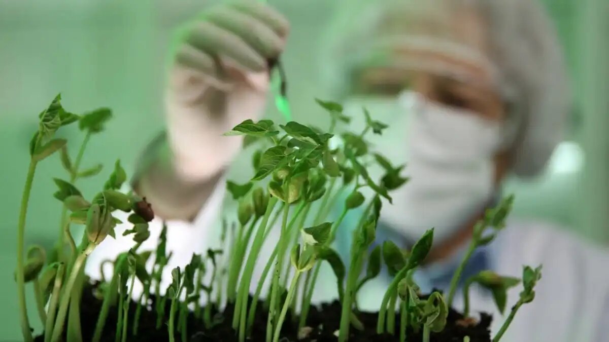 Фото:пресс-служба РГАУ МСХА им. Тимирязева В Тимирязевке изучили влияние некорневой обработки раствором селенита натрия растений редьки на химический состав её корнеплодов