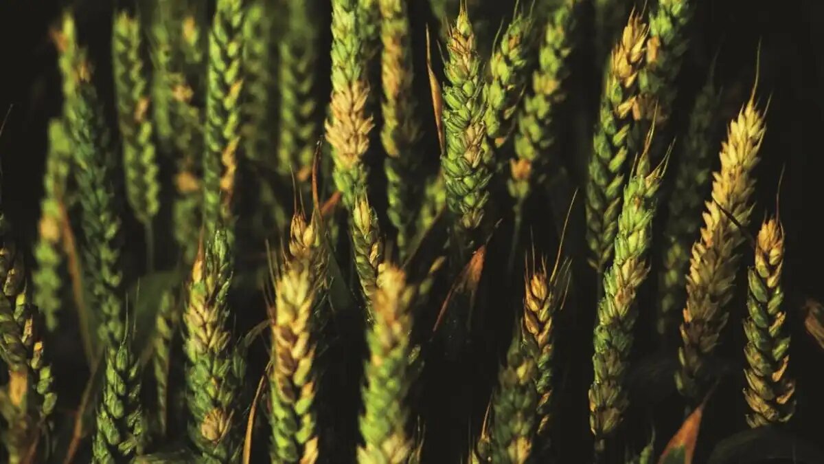 Фото:Bayer Crop Science Во влажные годы на посевах зерновых колосовых культур могут отмечаться вспышки фузариоза колоса