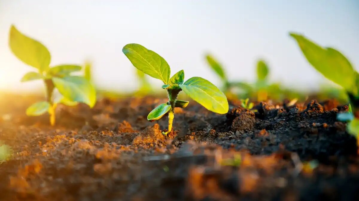 Фото:Lidea Оптимальная площадь питания одного растения подсолнечника при достаточном увлажнении почвы 0,16 − 0,20 м2