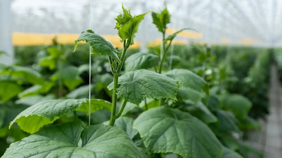 Фото:пресс-служба ТЕХНОНИКОЛЬ Состав удобрений подбирается в соответствии с требованиями выращиваемой в теплице культуры