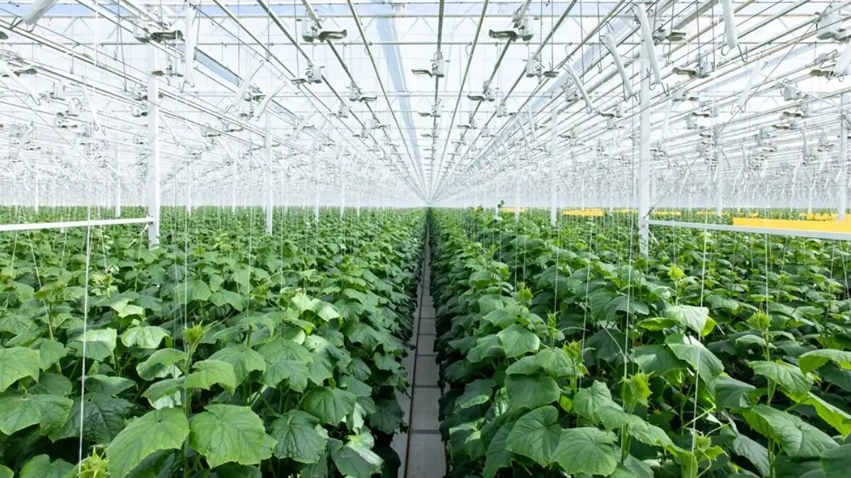 Фото:пресс-служба ТЕХНОНИКОЛЬ О правилах и методиках работы поливной системы в теплицах рассказал эксперт ТЕХНОНИКОЛЬ