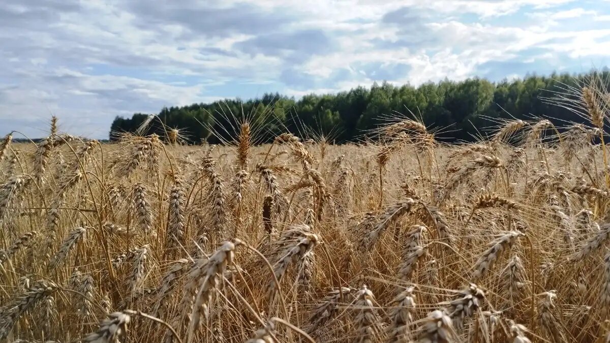 Фото:© Николай Петроченко / Glavagronom.ru Влияние элементов питания на всхожесть, развитие и урожайность озимой пшеницы изучили ученые