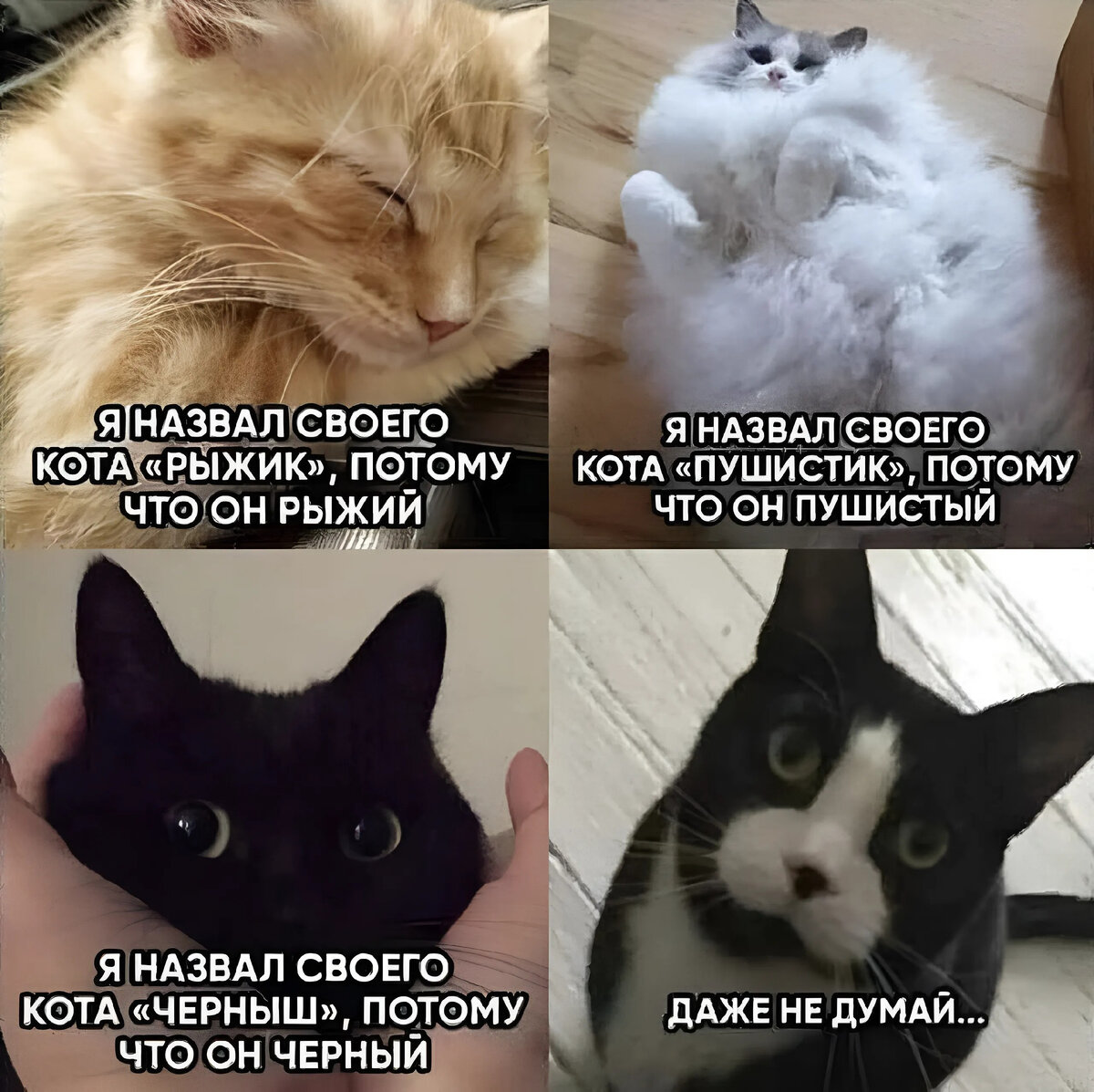 КотоМемасики 01 