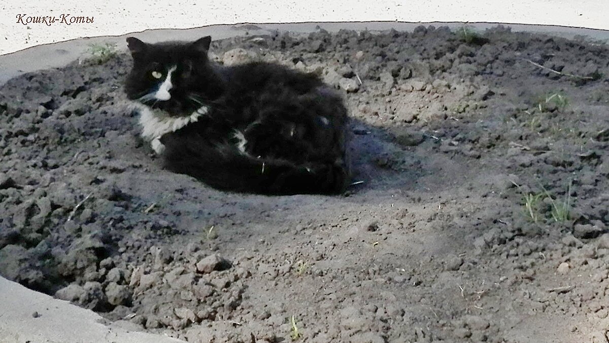 В день Василия Парильщика солнце греет землю и котов. 