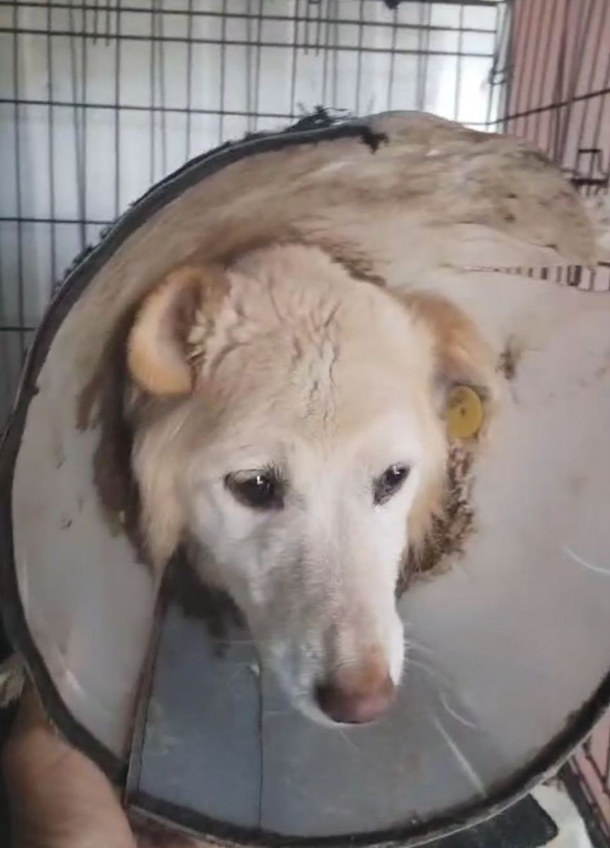 Джулечке, нашей нежной девочке, очень плохо😢