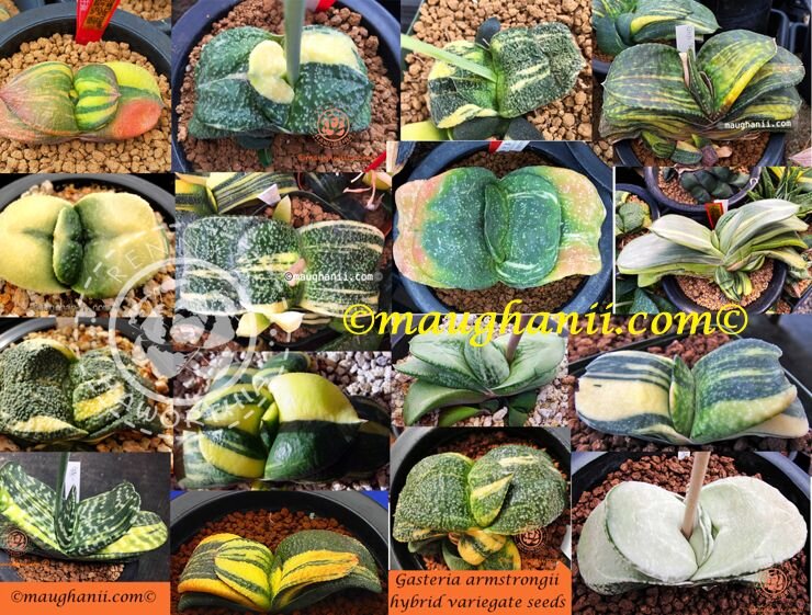 Гастерии от Ренни, источник: https://sales.maughanii.com/index.php?main_page=product_info&products_id=8746