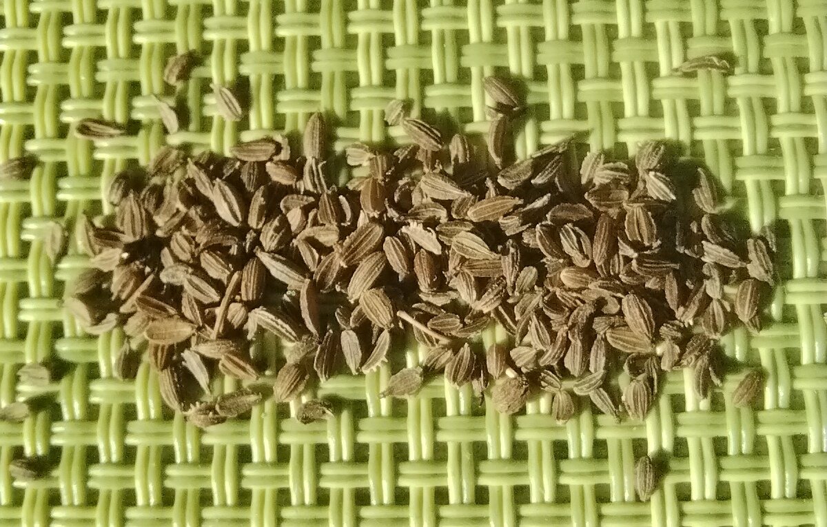 Обычные семена моркови