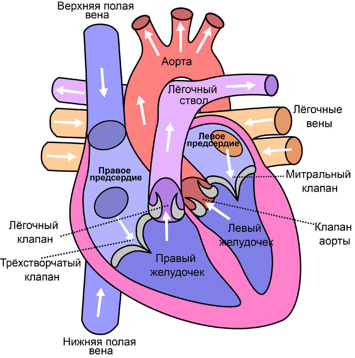 Сердце имеет 4 основных отдела или «камеры». Две верхние камеры называются правым предсердием и левым предсердием. Нижние две камеры называются правым и левым желудочками. В каждой из этих камер есть клапан, который обеспечивает ток крови в одном направлении. Клапаны на этом рисунке показаны серым цветом. 
Когда сердце работает нормально, кровь поступает из организма через правое предсердие в правый желудочек. Оттуда он попадает в легкие, где забирает кислород. Затем кровь возвращается через левое предсердие в левый желудочек и возвращается в организм через кровеносный сосуд, называемый аортой. Аорта отображается красным цветом. Если клапан не работает должным образом, он либо пропускает кровь назад в неправильном направлении, либо не пропускает достаточное количество крови вперед.