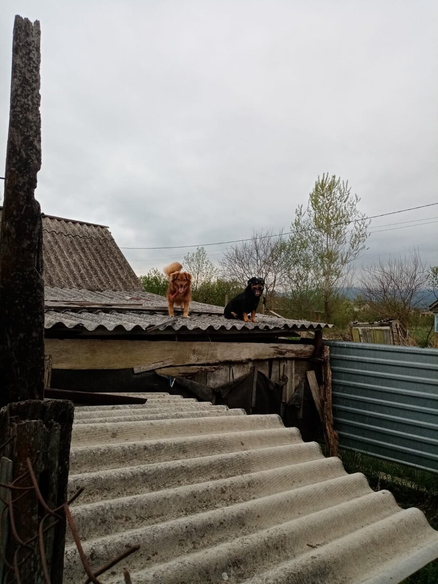 Вот по этому шиферу залазит, а потом налево, через заборчик из рабицы, там тоже поленница, накрыта шифером. И в огород, а там дыра в заборе. Уже заделываю-заделываю, а они все новые находят. А иногда просто сидят, на улицу смотрят, охраняют.