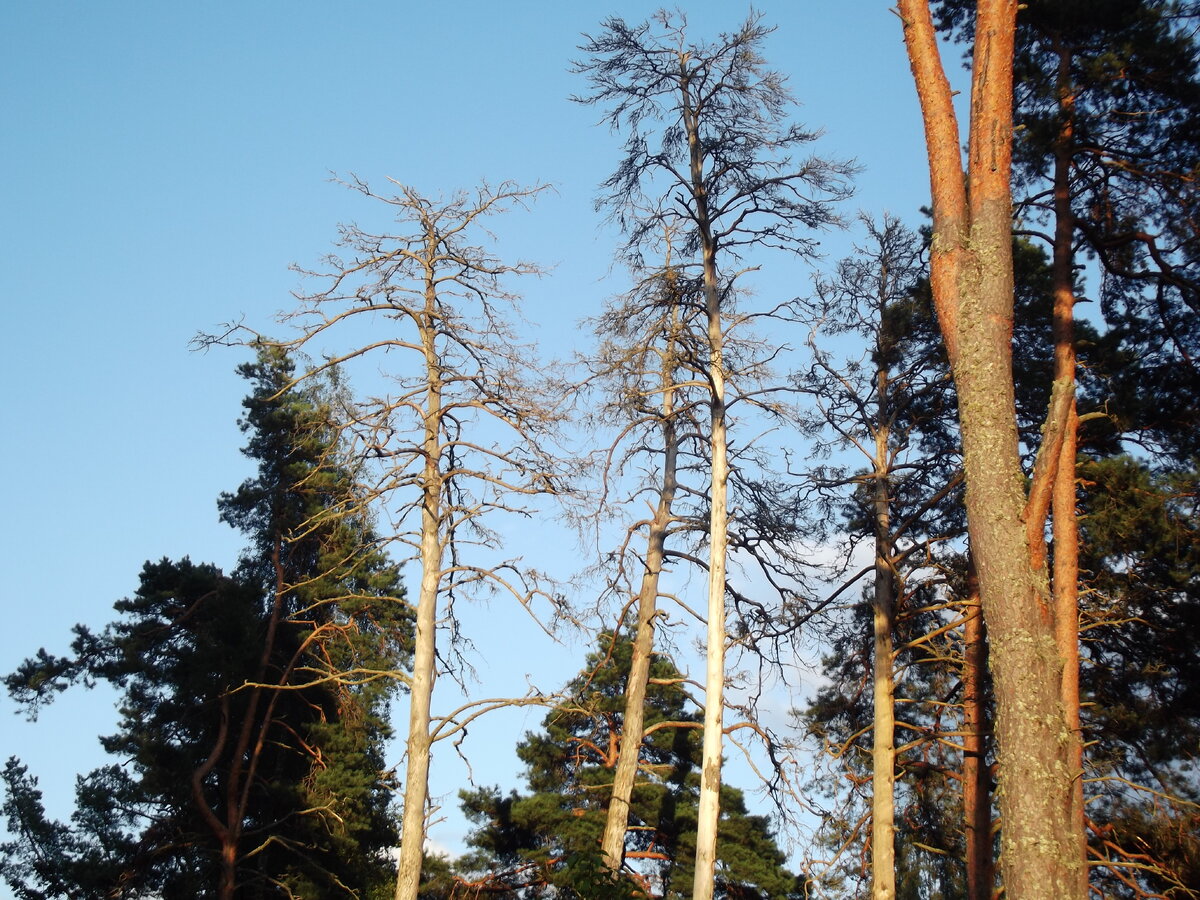 Сосны на кладбище. За них конкурируют вОроны и чеглоки