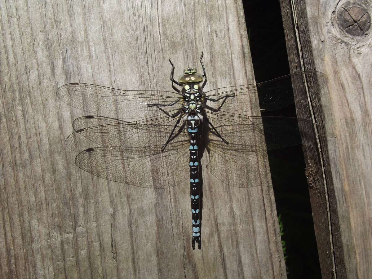 Стрекоза-коромысло в Сестрорецке