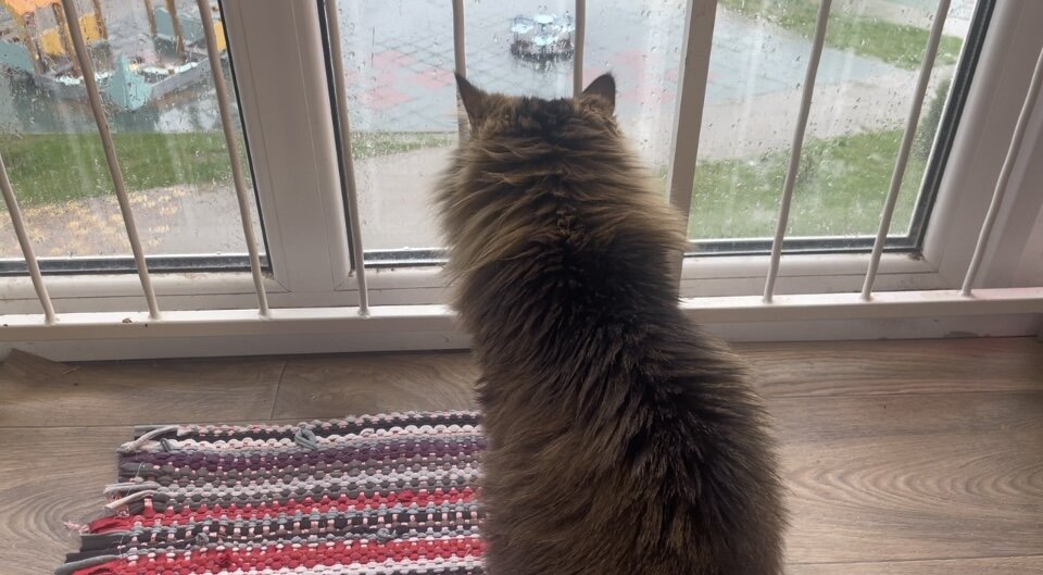 Вид из окна для котика, как экран телевизора