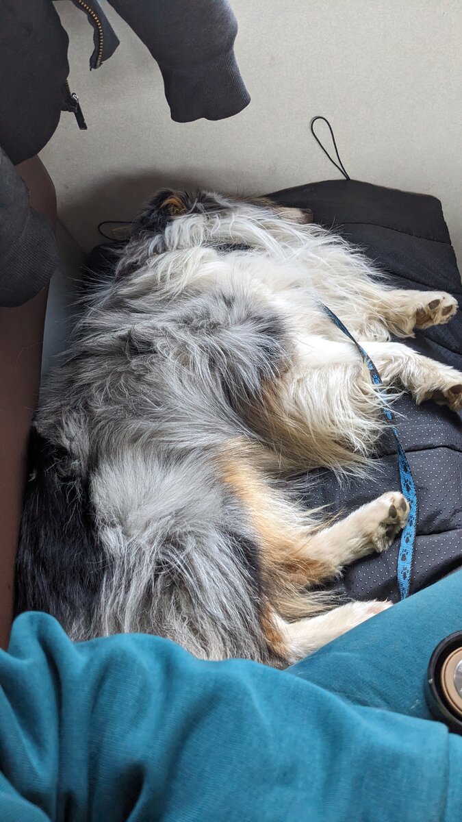 Уставший пёсик едет домой 