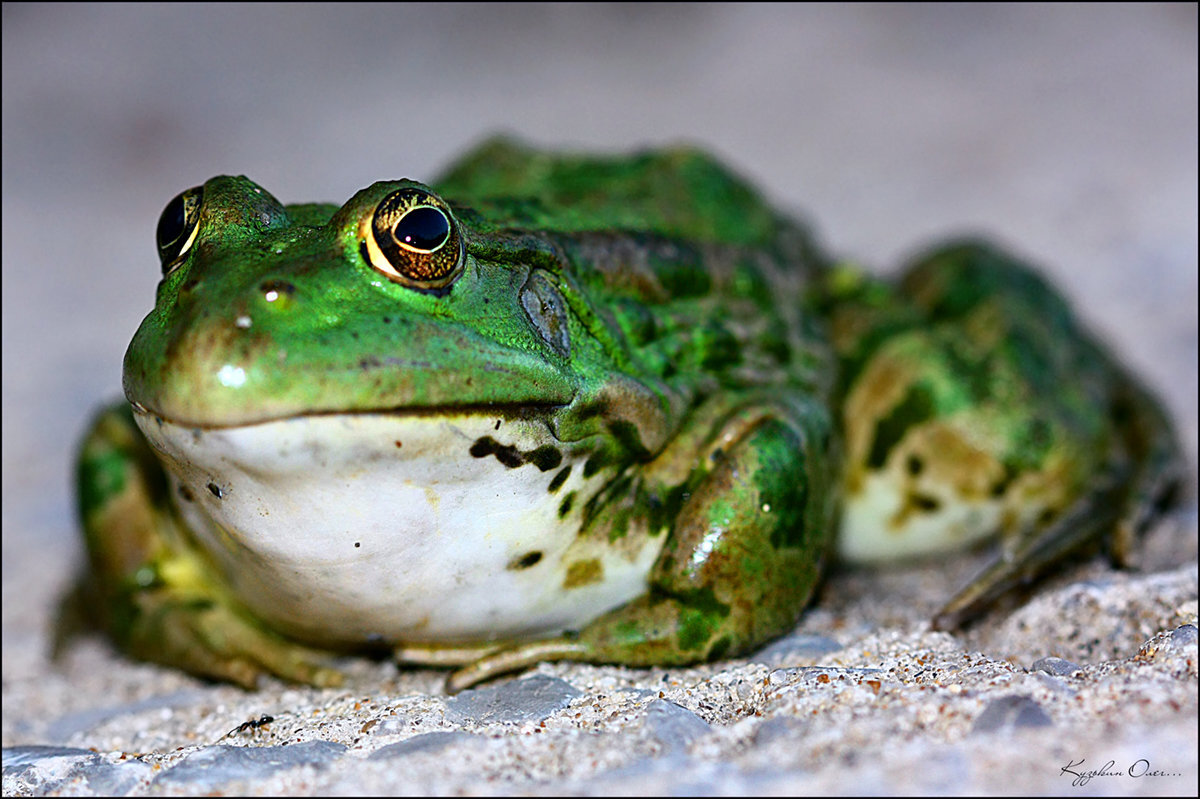 Изображение взято из открытых источников