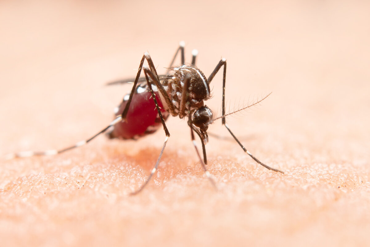 В России обитает более ста видов комаров, в том числе те, которые переносят опасные заболевания.