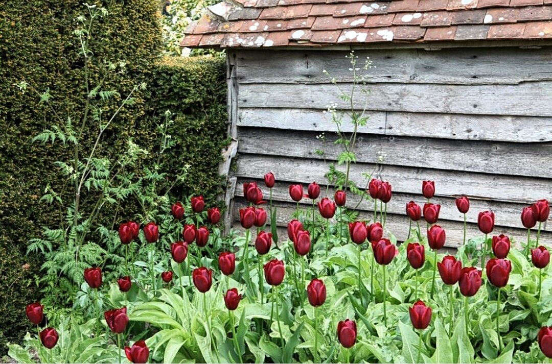 Совершенно потрясающее сочетание темно-красных тюльпанов, серой стены сарая и темно-зеленой изгороди! Свежо и необычно! Нужно запомнить и где-нибудь обязательно применить! 🤔