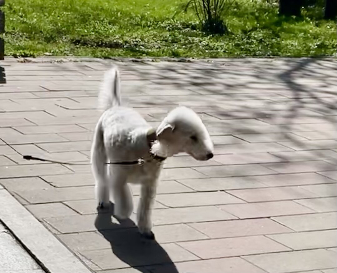 Наш знакомый бедлингтон. Дома он Дик. 