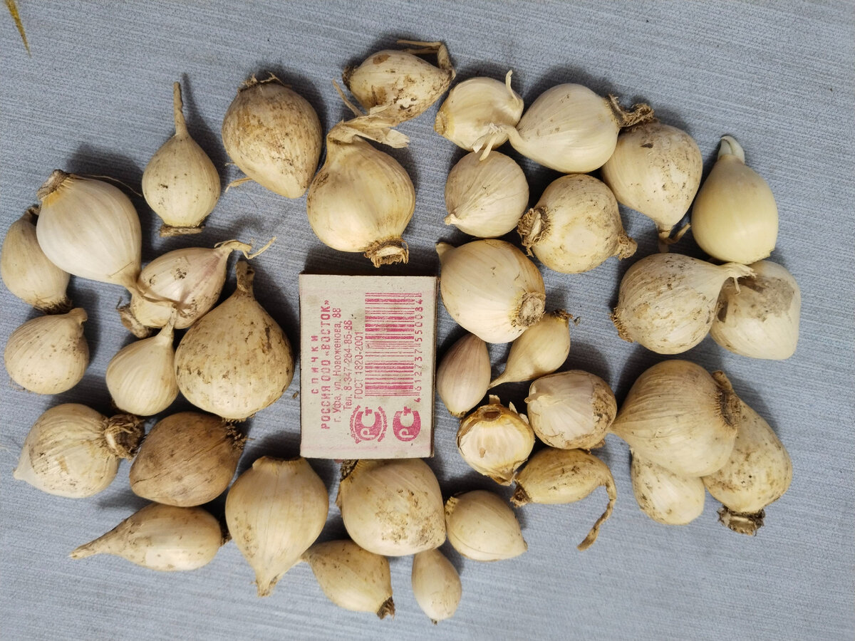 Однозубки ярового чеснока
