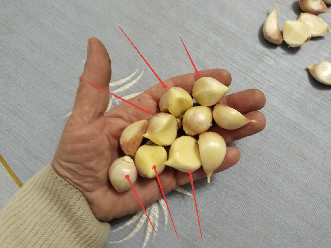 Внутренние зубки ярового чеснока.