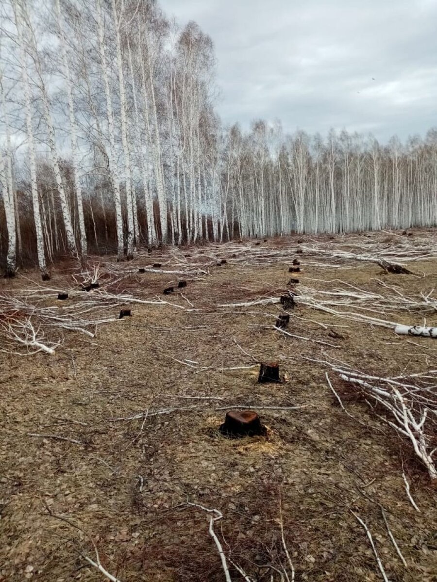    Вырубка берез вблизи садоводства. Источник: Предоставлено СНТ "Меланжист"