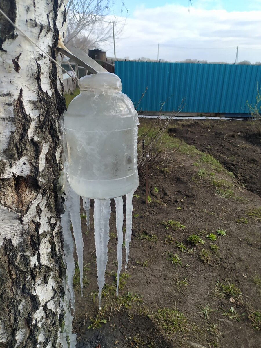 И Родина щедро поила нас березовым соком и брагой… | Политически несерьёзно  | Дзен