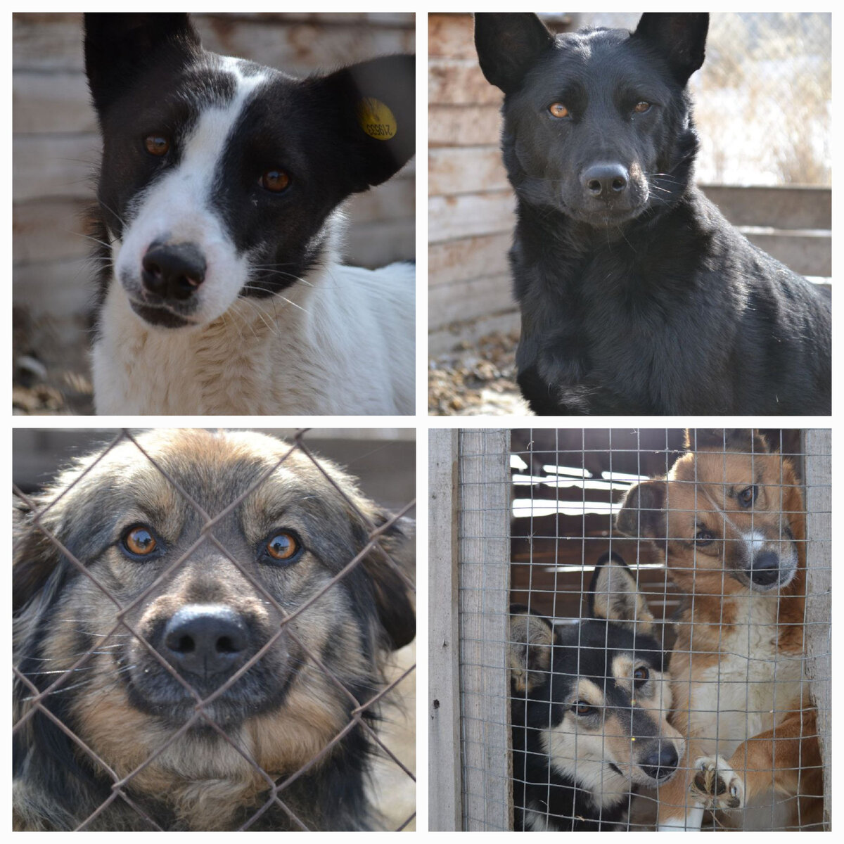 Наши питомцы