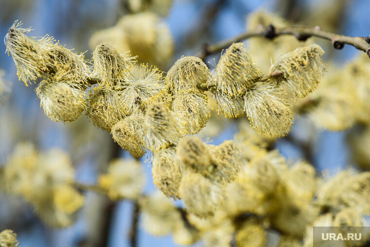 В Лазареву субботу верующие приносят в храм вербы на освящение Фото: Илья Московец © URA.RU 