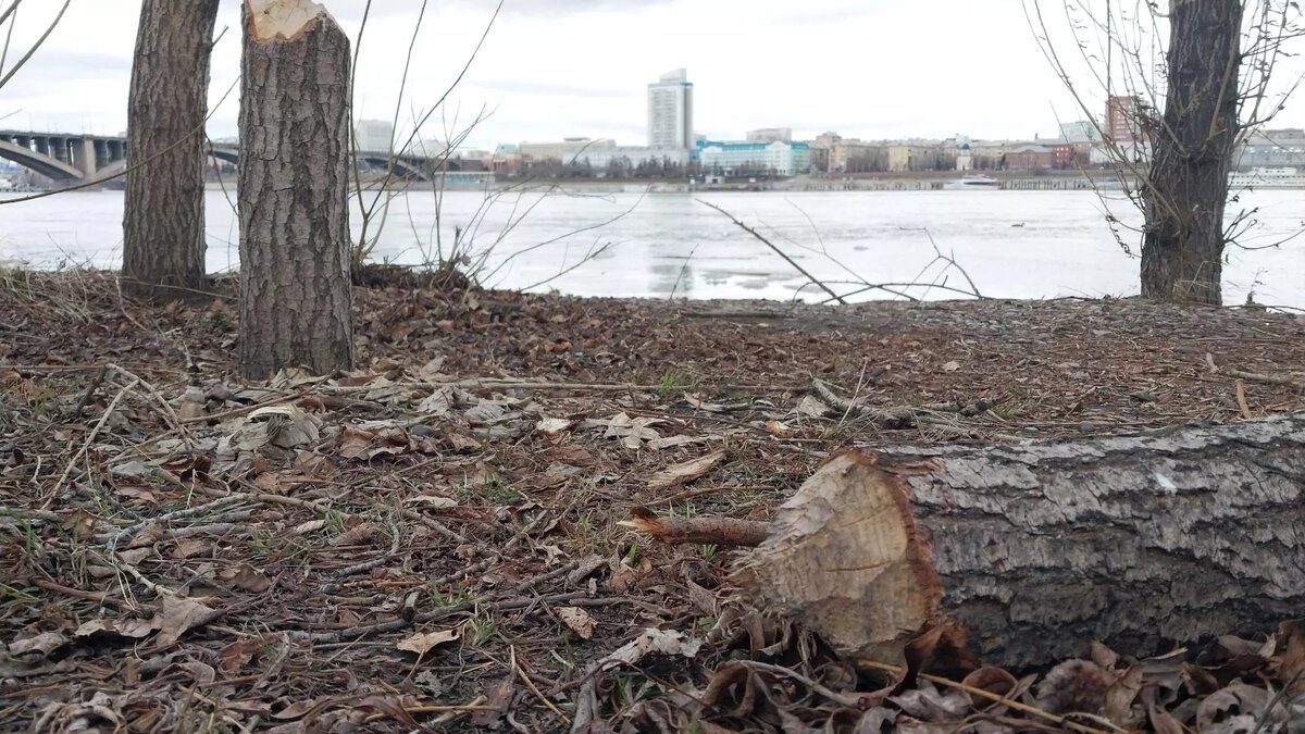     Источник: Мария Антюшева / Ngs24.ru