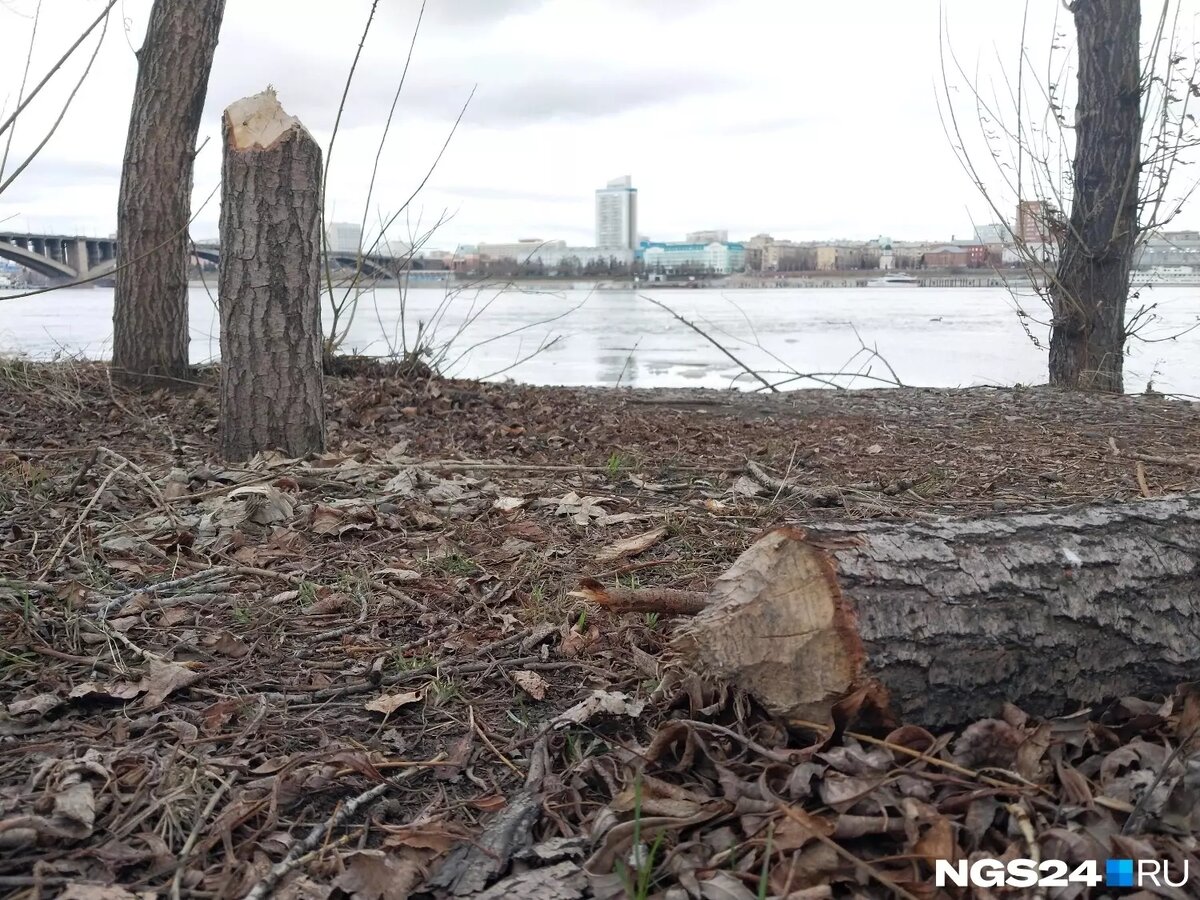     Источник: Мария Антюшева / NGS24.RU