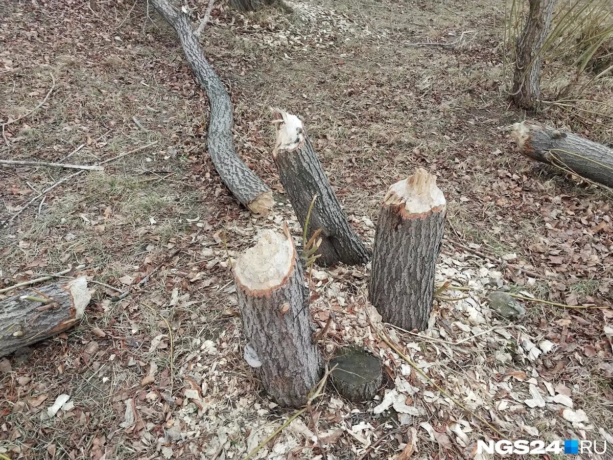     Источник: Мария Антюшева / NGS24.RU