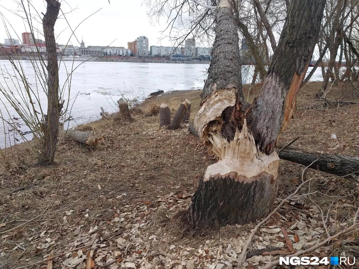     Источник: Мария Антюшева / NGS24.RU