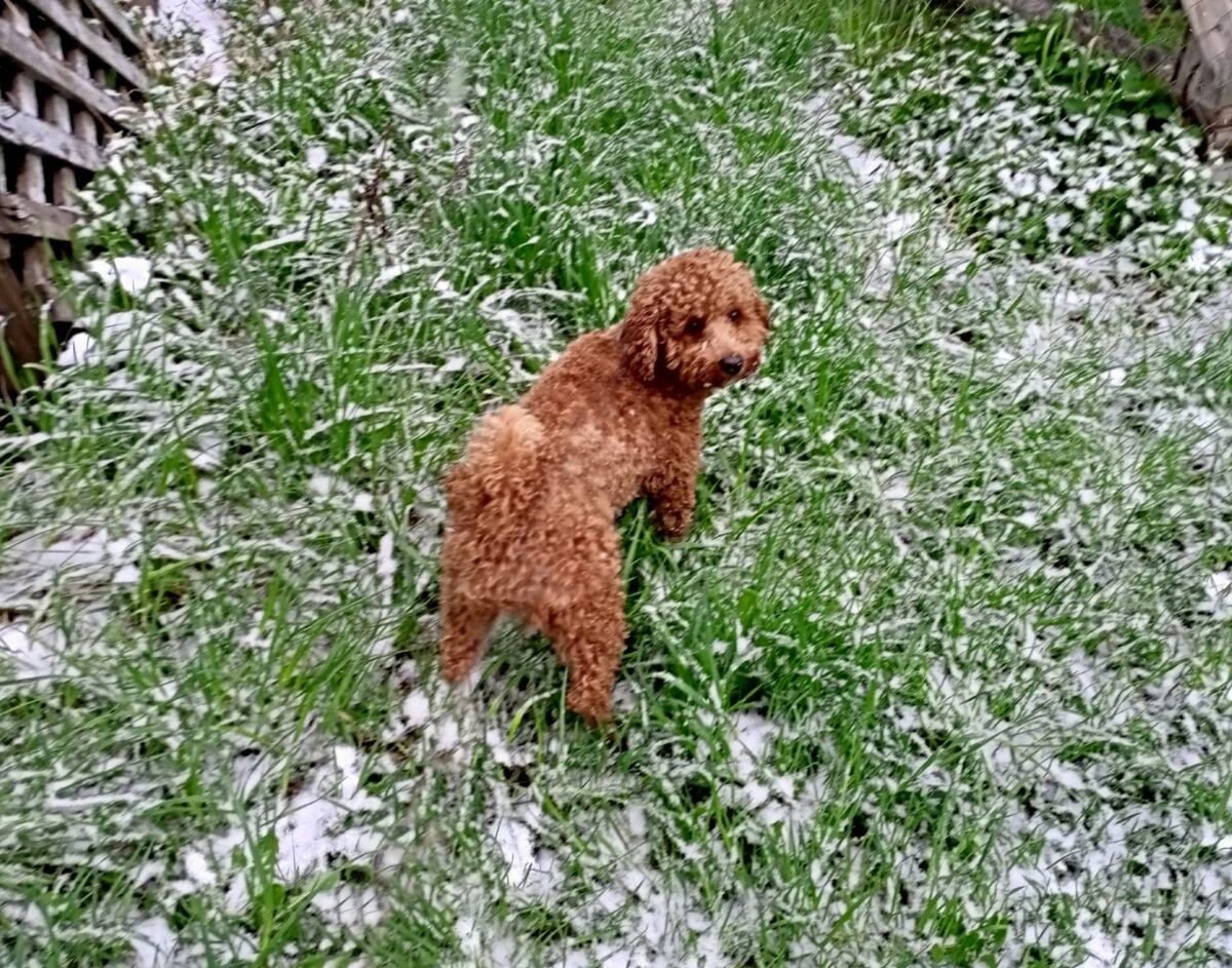 Румпель: - Я могу ходить по заснеженной траве.