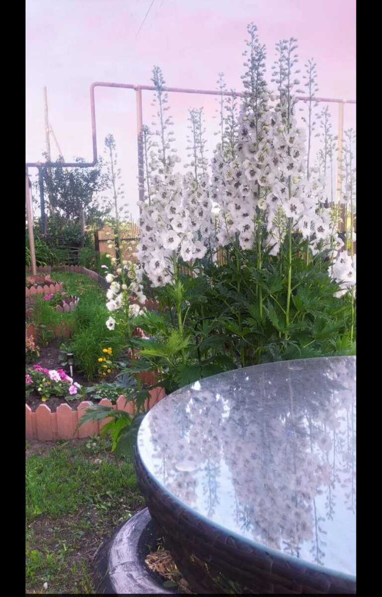 Восход солнца в деревне. Июнь. Утренний кофе на улице