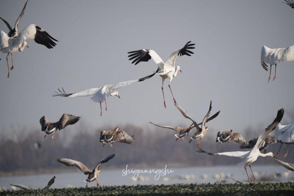 Стерхи в Китае, фото shiguangshi