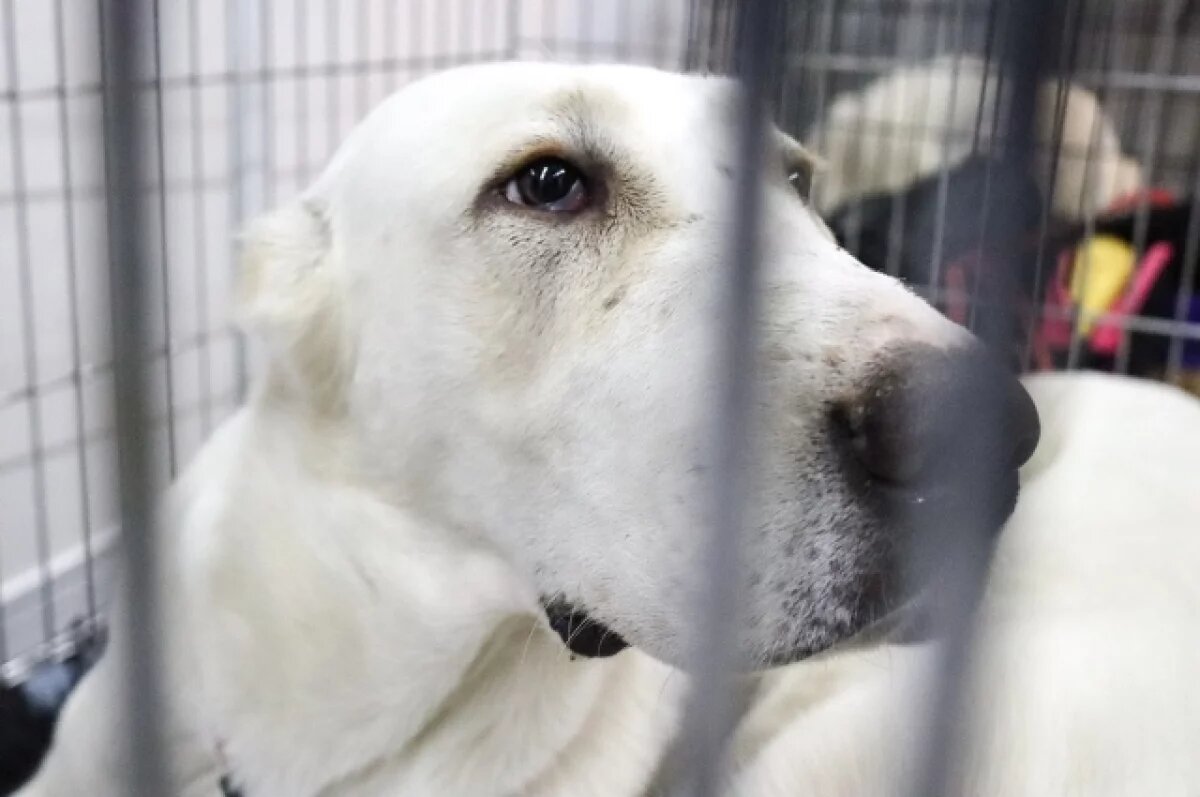    В Госдуме осудили красноярку, которая перевозила привязанного к авто алабая