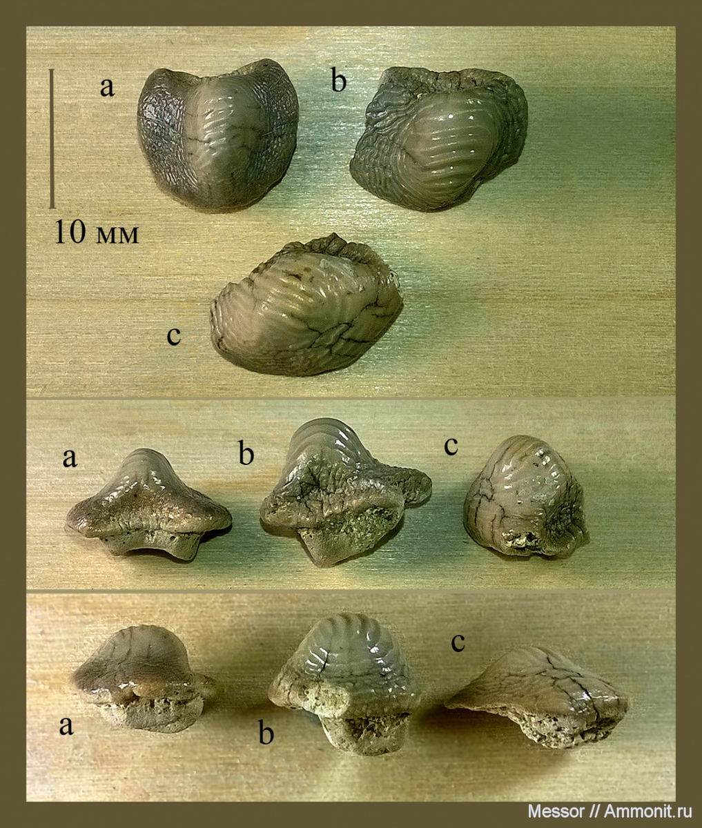 Зубы Ptychodus anonymus Williston, 1900, обнаруженные в Варавинском овраге, Подмосковье; фото Messor с сайта Аммонит.ру