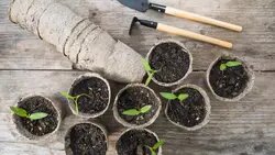 Что делать в апреле дачникам Хабаровска, если рассада не получилась