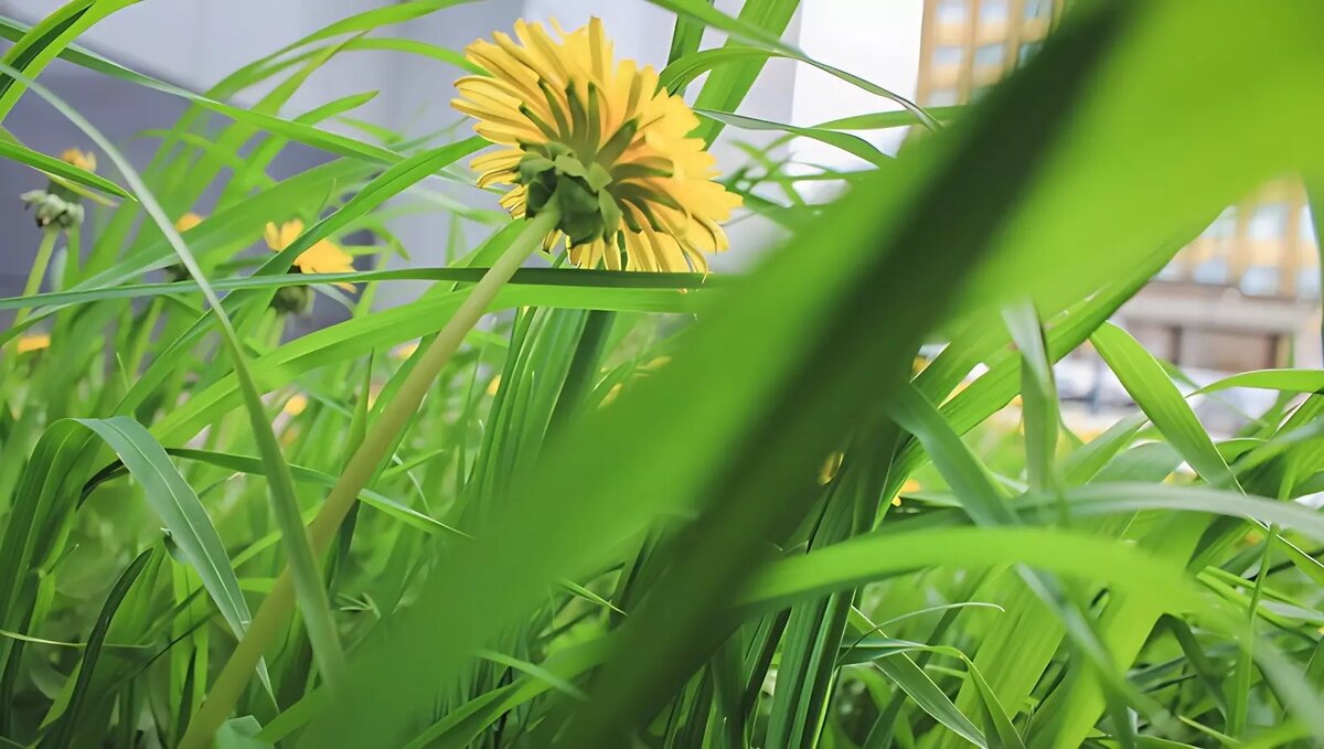 Фото:1MI Одуванчик