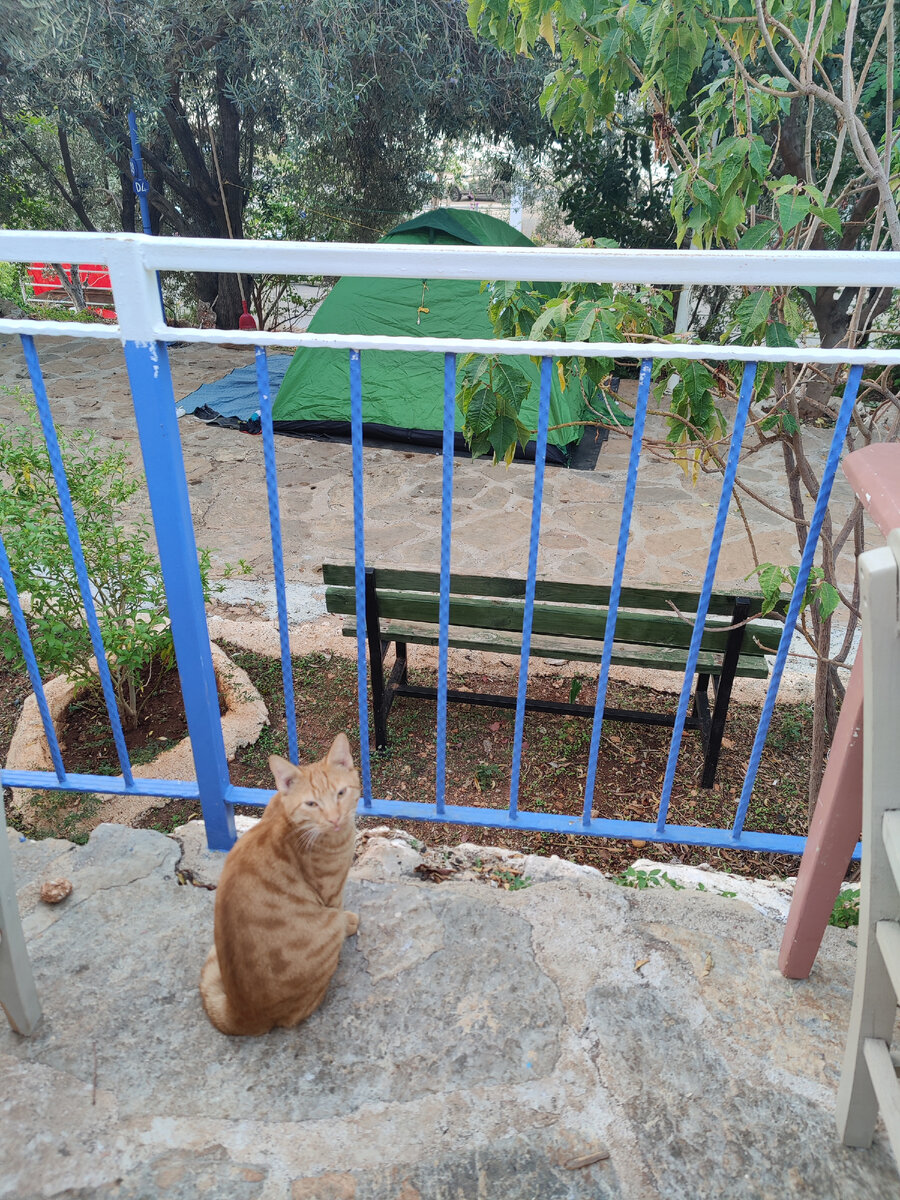 Доброе утро. А у вас есть шеба?