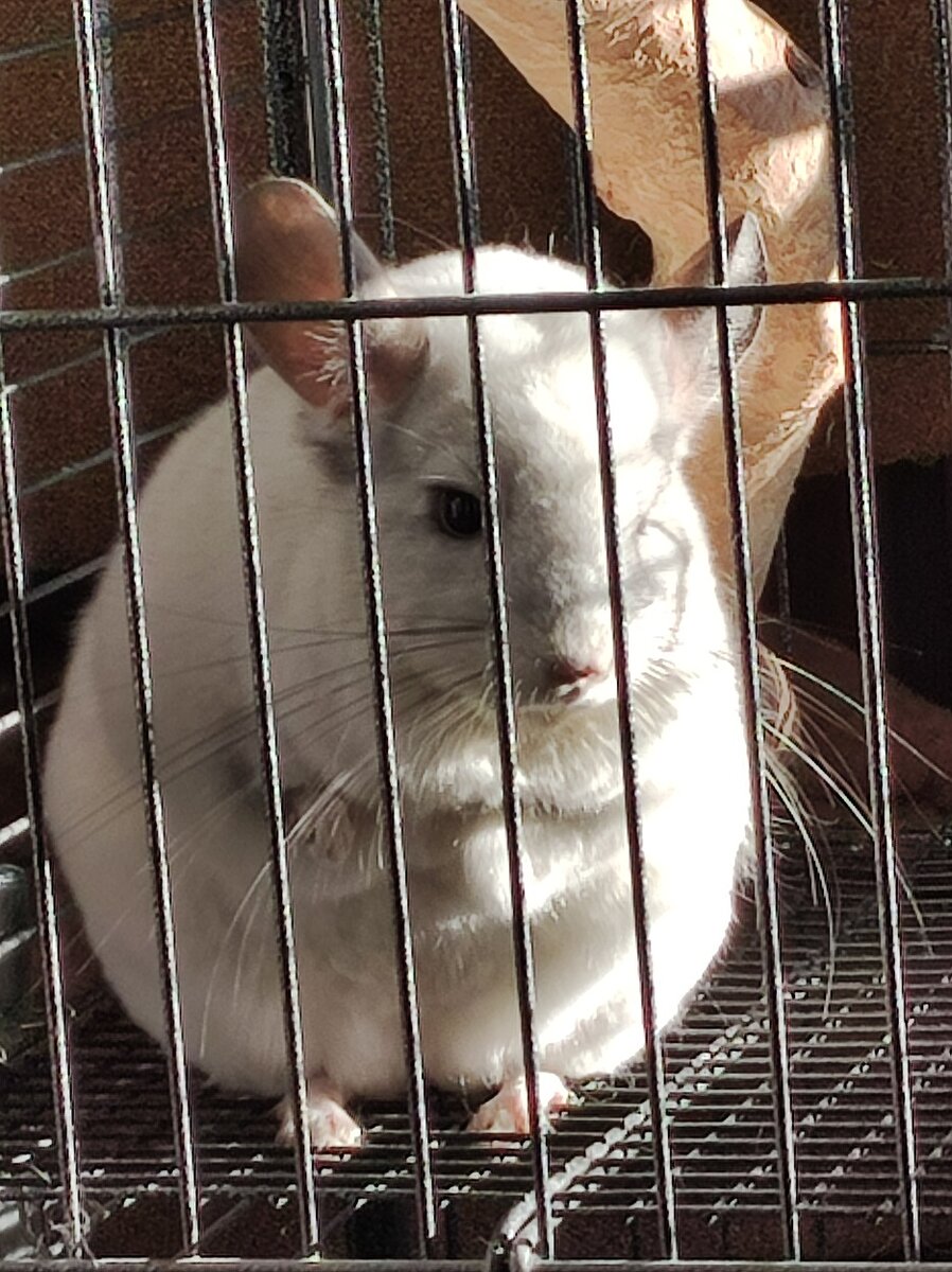 Шиншила - само очарование!