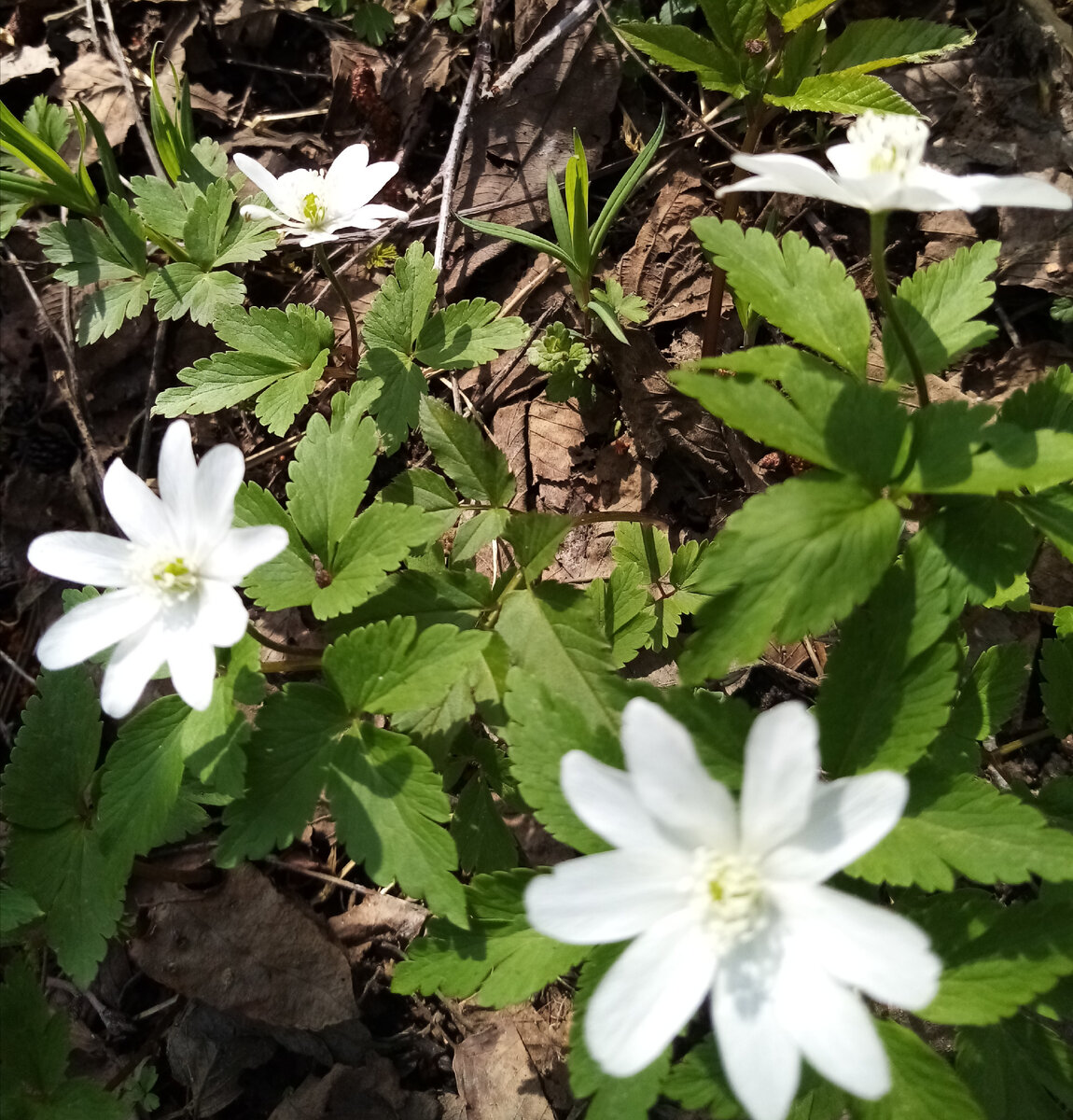 Первоцветы.