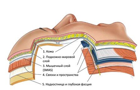 послойноя структура лица