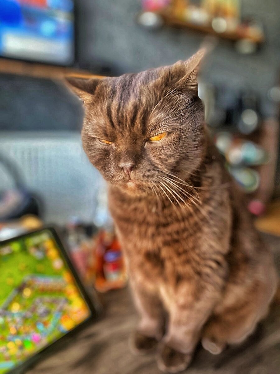 Кот Масик 