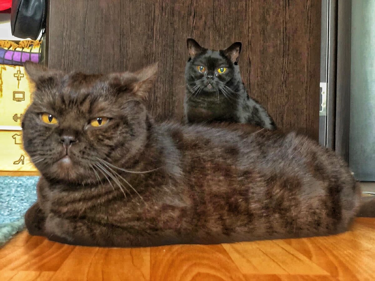 Масик и Белла 