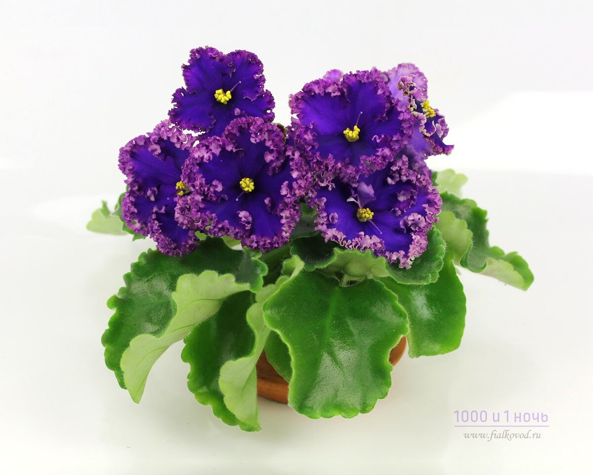 Фото с сайта Селекционера 