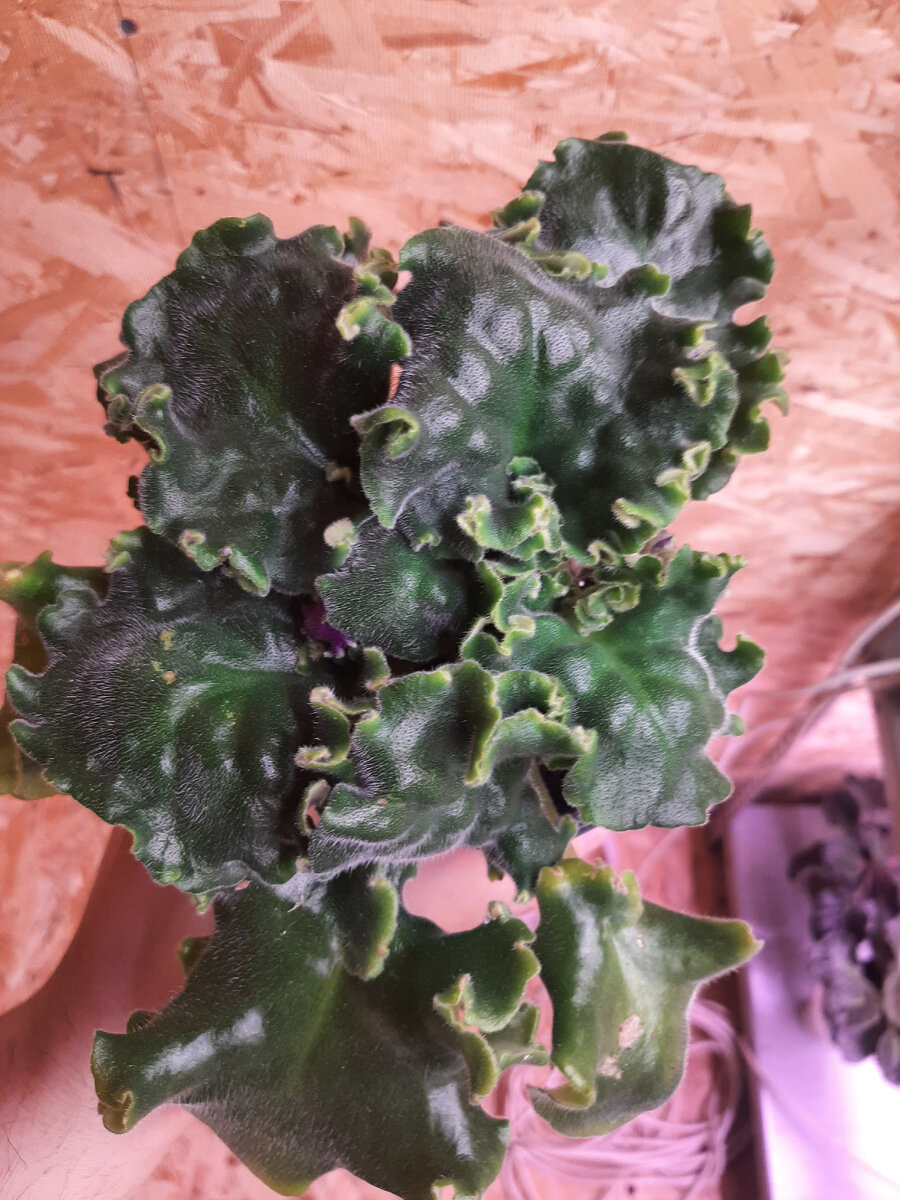 Вот такой вот кочанчик, однобокая потому что кошка решила на стеллаже полежать)))